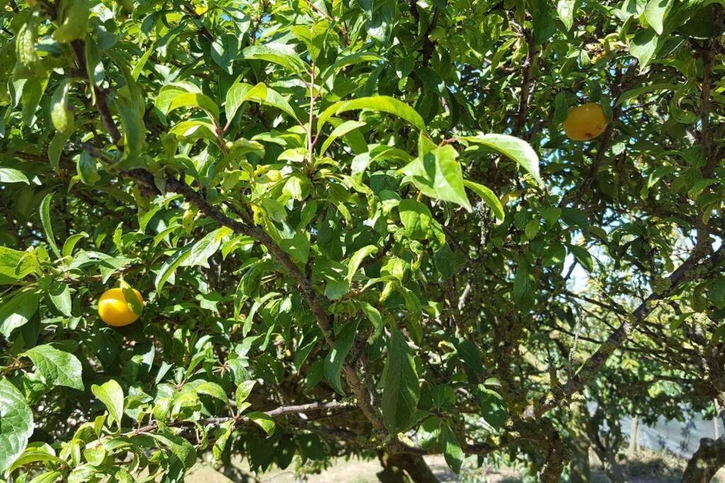 Casa Da Ti' Milia Βίλα Encarnacao Εξωτερικό φωτογραφία